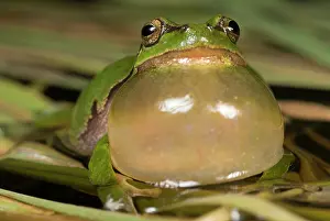 Froschlurch: European Tree Frog