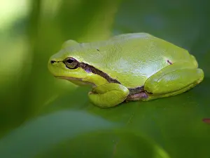 Arborea: European Tree Frog
