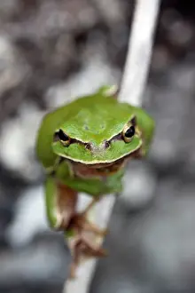 Arborea: European Tree Frog