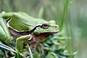 Arborea: European Tree Frog