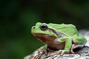 Arborea: European Tree Frog
