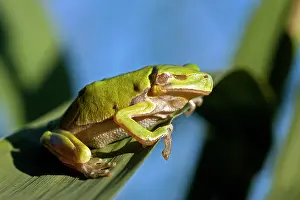 Arborea: European Tree Frog