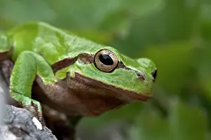 Arborea: European Tree Frog