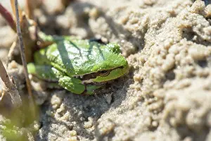 Arborea: European Tree Frog