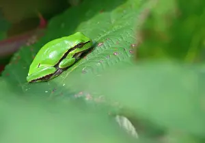 Arborea: European Tree Frog