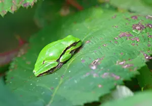 Arborea: European Tree Frog
