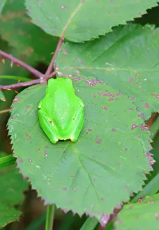 Arborea: European Tree Frog