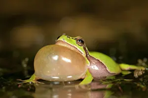 Arborea: European Tree Frog