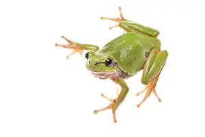 Arborea: European Tree Frog