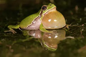 Arborea: European Tree Frog