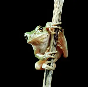 Arborea: European tree frog