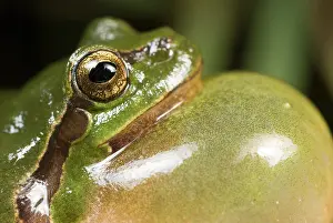 Limburg: European Tree Frog
