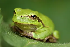 Blending: European Tree Frog