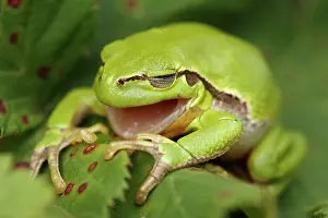 Blending: European Tree Frog