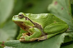 Blending: European Tree Frog
