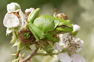 Bramble: European Tree Frog