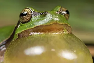 Limburg: European Tree Frog
