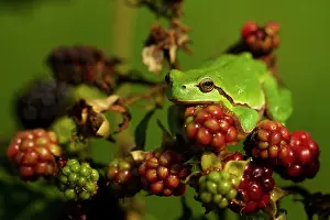 Bramble: European Tree Frog