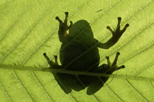 Blade: European tree frog - adult frog on a blade - Germany
