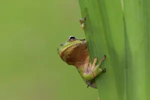 Blade: European tree frog - adult frog on a blade of grass