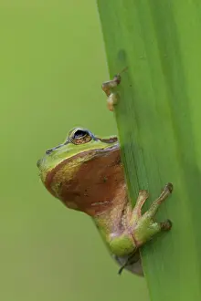 Blade: European tree frog - adult frog on a blade of grass