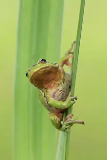 Blade: European tree frog - adult frog on a blade of grass