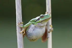 170518: European Tree Frog - adult frog - Germany