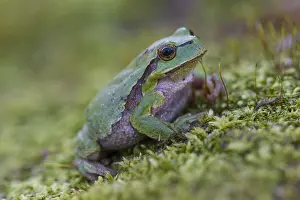 170518: European Tree Frog - adult frog - Germany