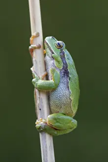 Arborea: European Tree Frog - adult frog - Germany