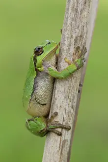 Blade: European tree frog - adult frog - Germany