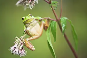Arborea: European tree frog (Hyla arborea), North Rhine-Westphalia