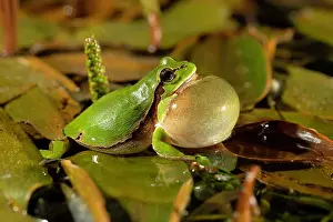 200722: European tree frog (Hyla arborea), courtship display