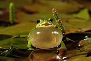 Sound: European tree frog (Hyla arborea), courtship display