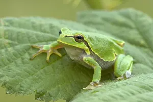 Fran: European Tree Frog (Hyla arborea), Allier, Fran