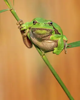 Course: European tree frog (Hyla arborea) Amphibians, frog
