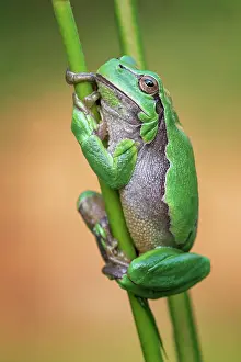 Course: European tree frog (Hyla arborea) Amphibians, frog