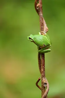 Climb: European tree frog (Hyla arborea), Bulgaria