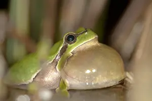 Arborea: European Tree Frog (Hyla arborea) croaking in s