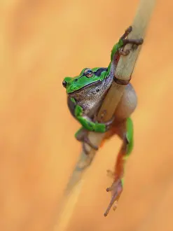 Blade: European tree frog (Hyla arborea) hanging from a