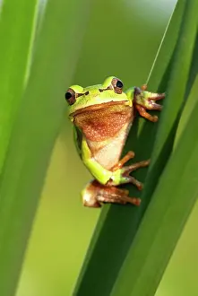 Blade: European tree frog (Hyla arborea) holding on to