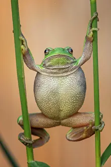 Arborea: European tree frog (Hyla arborea) Middle Elbe Biosphere