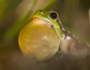 Arborea: European Tree Frog (Hyla arborea) portrait, cro