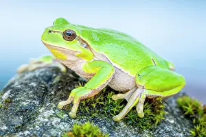 Arborea: European tree frog (Hyla arborea), sits on rock