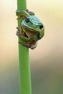 Batrachian: European tree frog (Hyla arborea) sitting on a reed