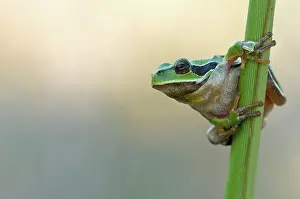 Batrachian: European tree frog (Hyla arborea) sitting on a reed