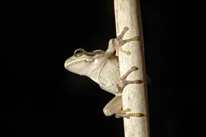 Amphbian: European Treefrog