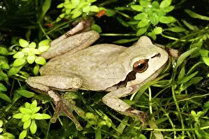 Amphbian: European Treefrog - in water