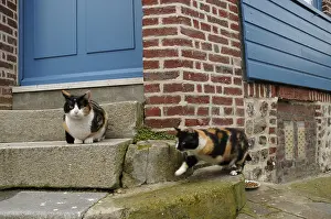 Tricolors: European tricolores cats on the porch of a house