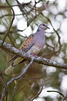 Streptopelia: European Turtle Dove