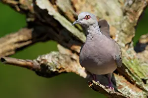 Streptopelia: European Turtle Dove